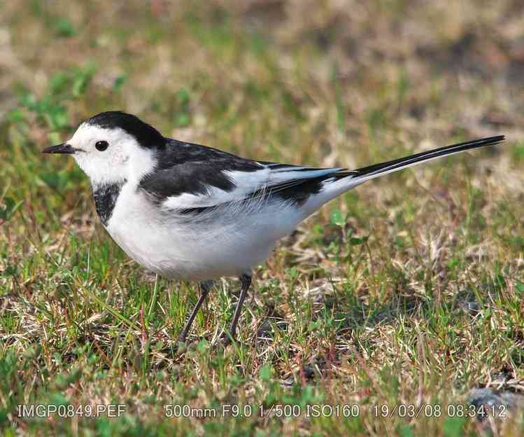 【野鳥、ペット】とにかく鳥好きが集まるトピ