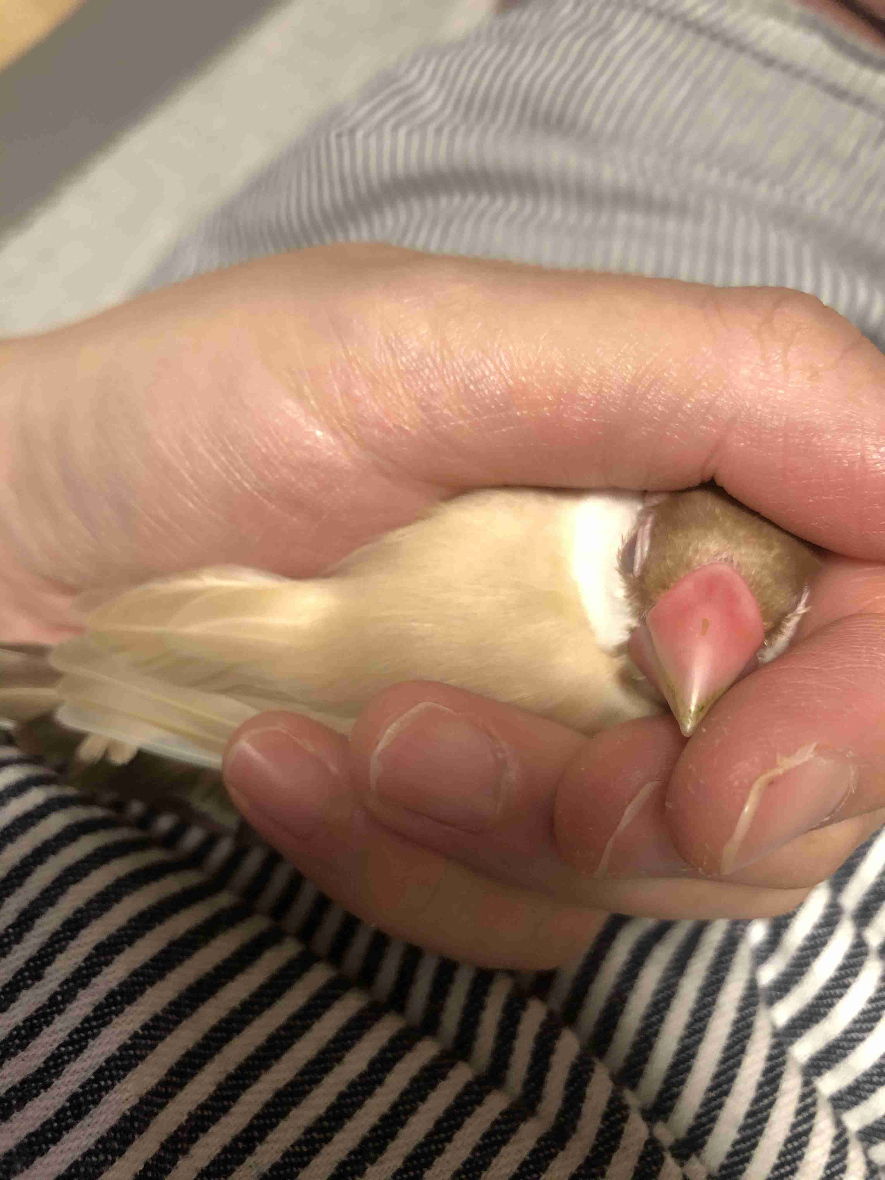 【野鳥、ペット】とにかく鳥好きが集まるトピ