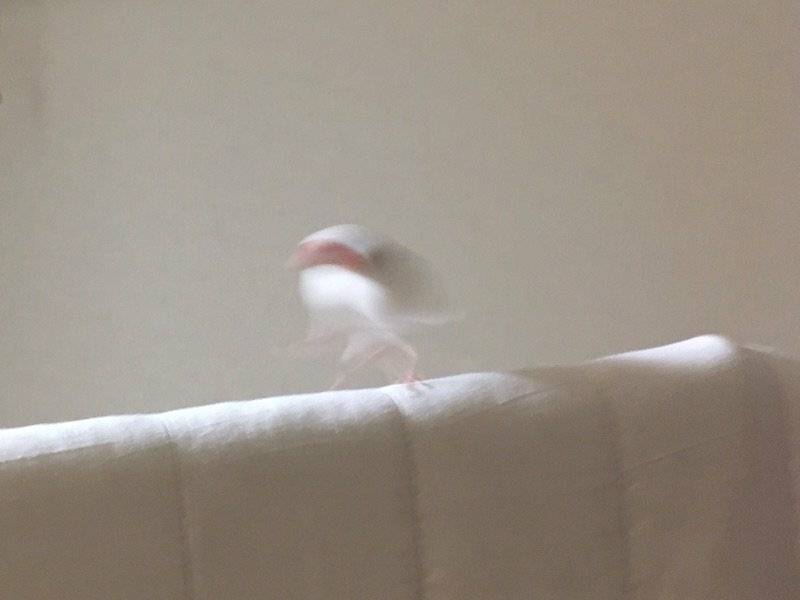 【野鳥、ペット】とにかく鳥好きが集まるトピ
