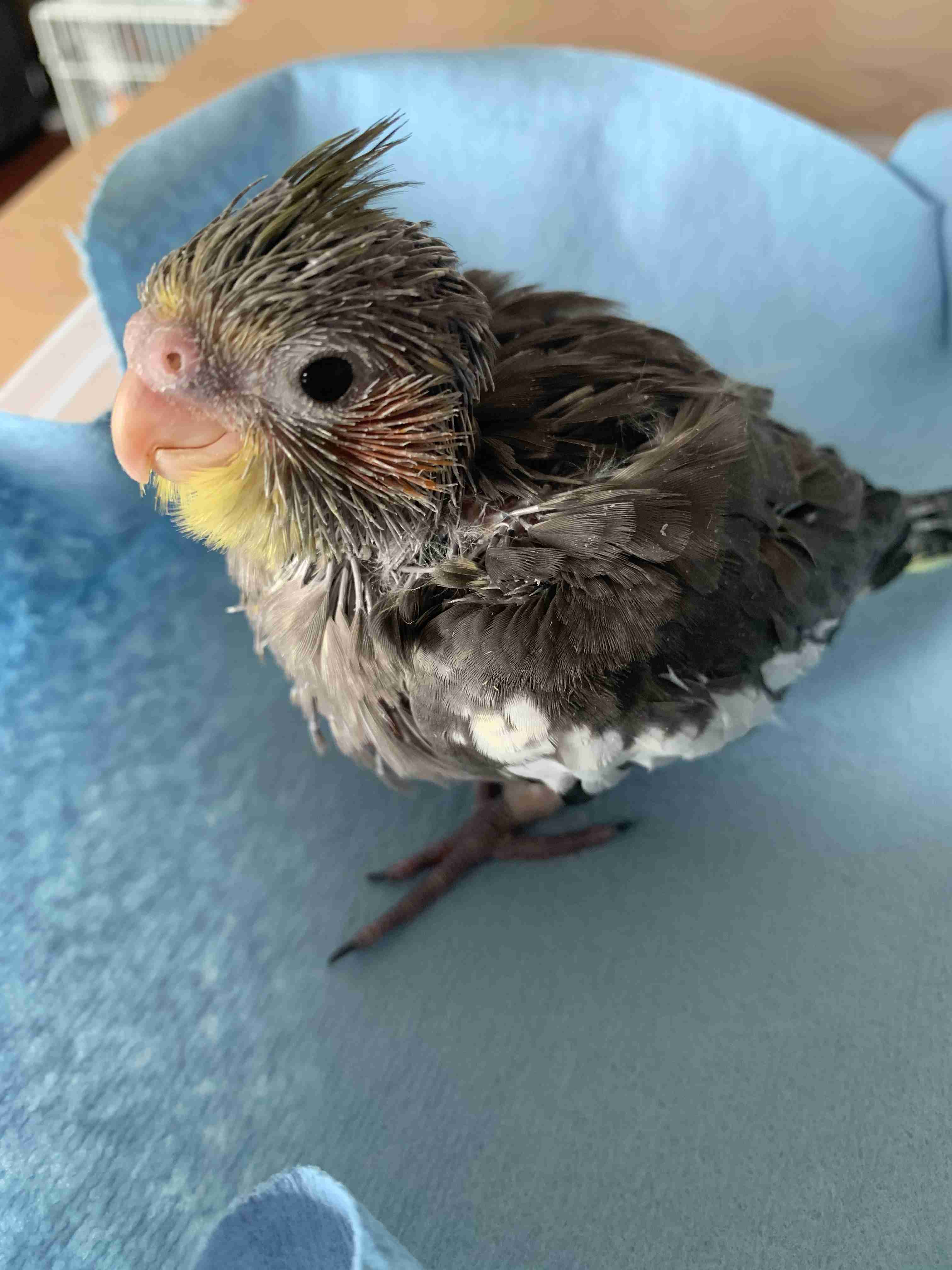 【野鳥、ペット】とにかく鳥好きが集まるトピ
