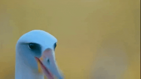 【野鳥、ペット】とにかく鳥好きが集まるトピ