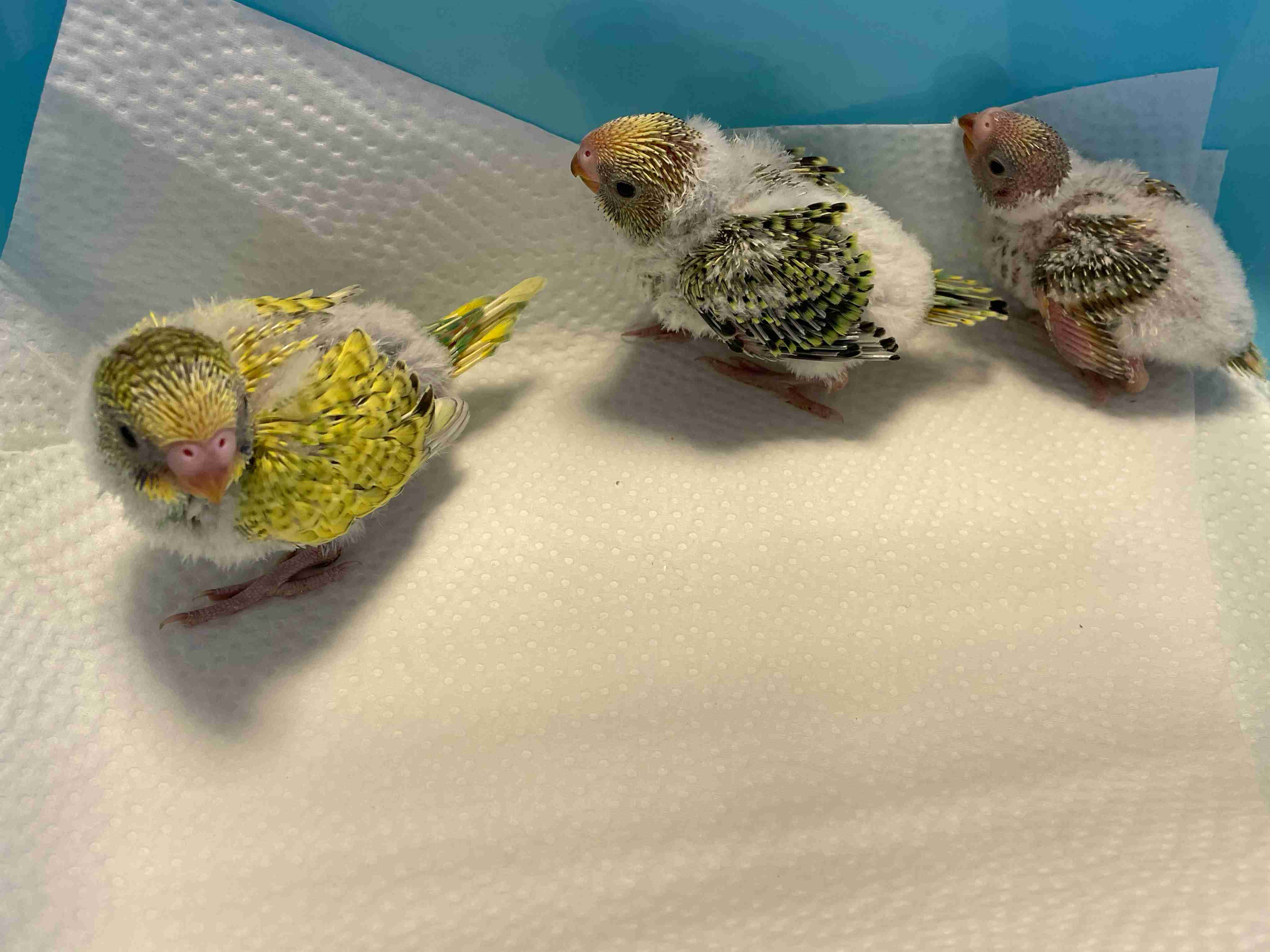 【野鳥、ペット】とにかく鳥好きが集まるトピ