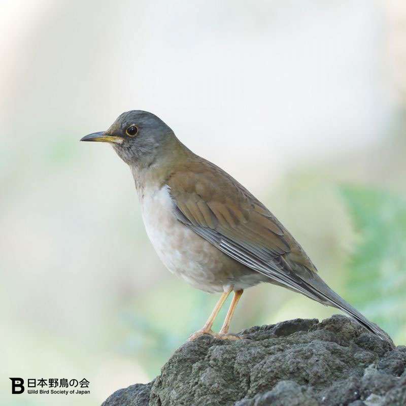 【野鳥、ペット】とにかく鳥好きが集まるトピ