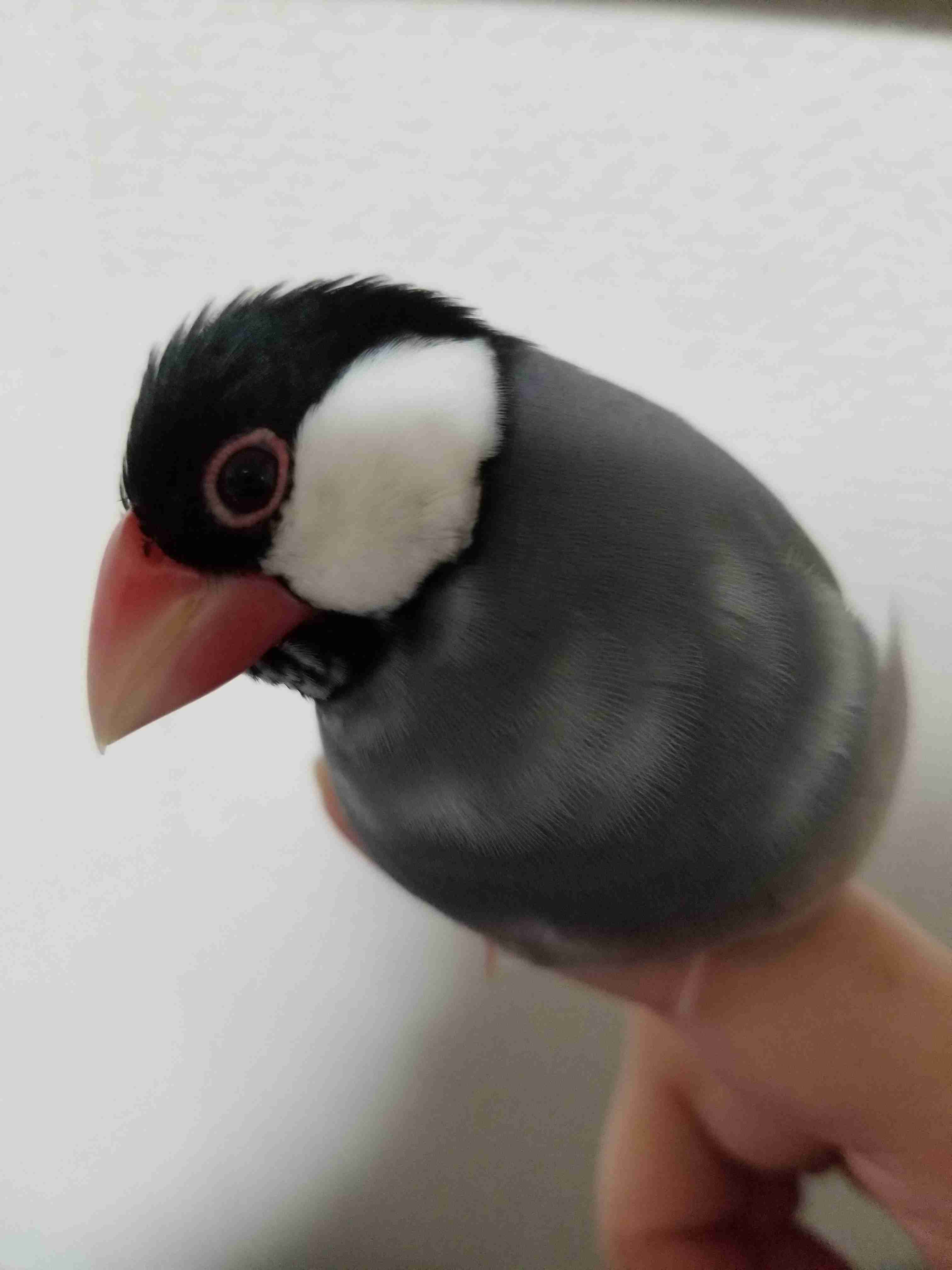 【野鳥、ペット】とにかく鳥好きが集まるトピ