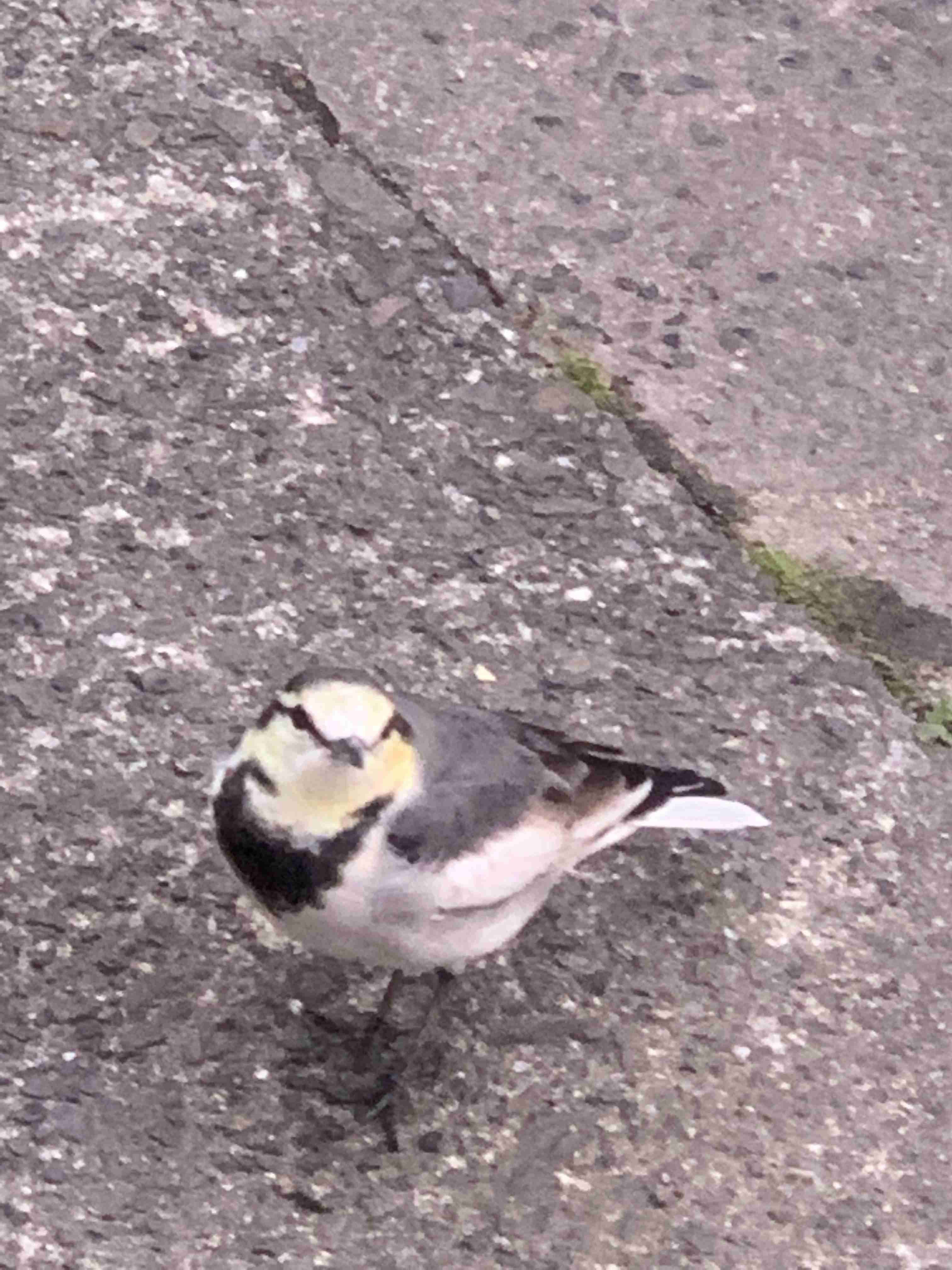 【野鳥、ペット】とにかく鳥好きが集まるトピ