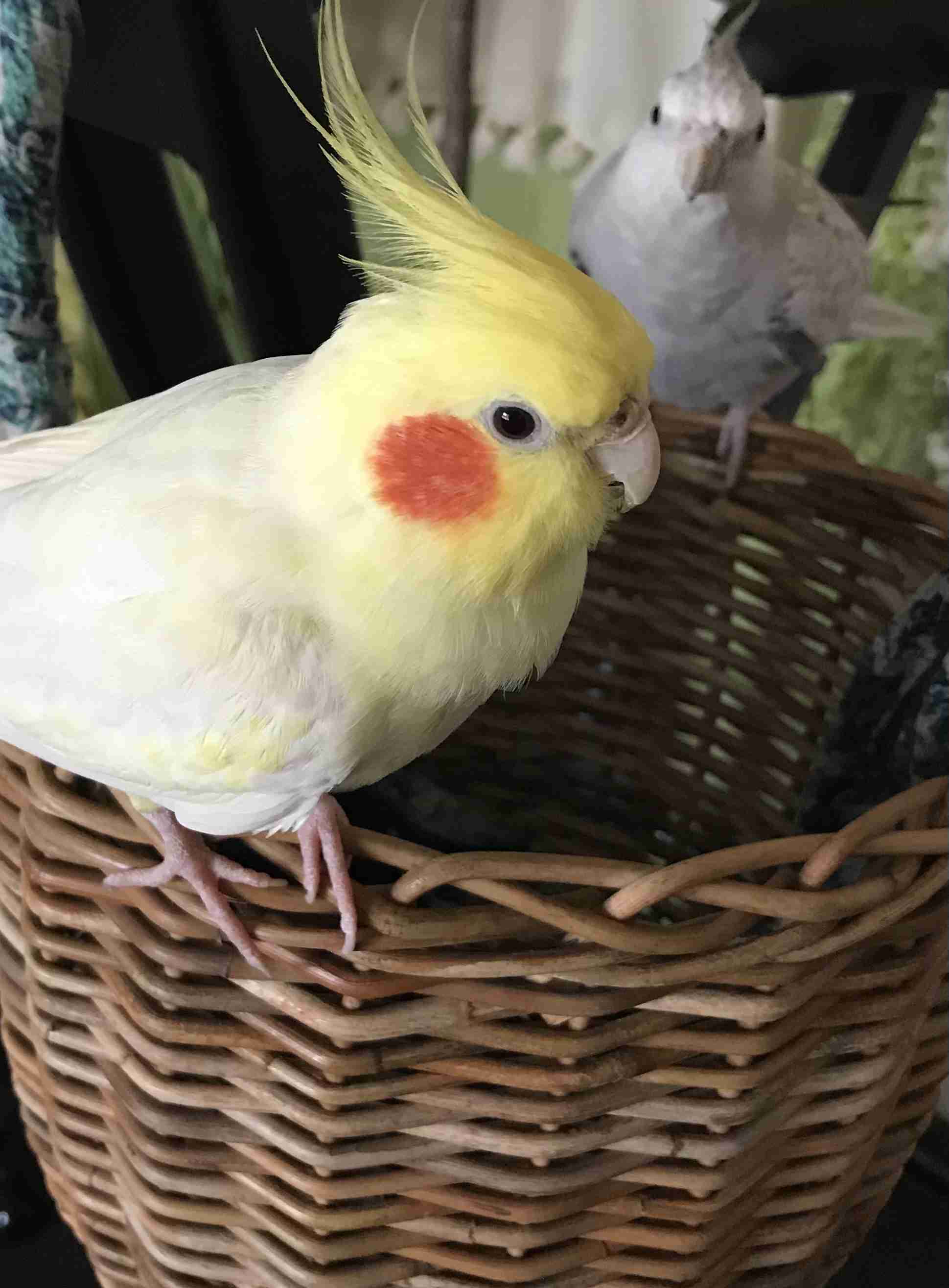 【野鳥、ペット】とにかく鳥好きが集まるトピ