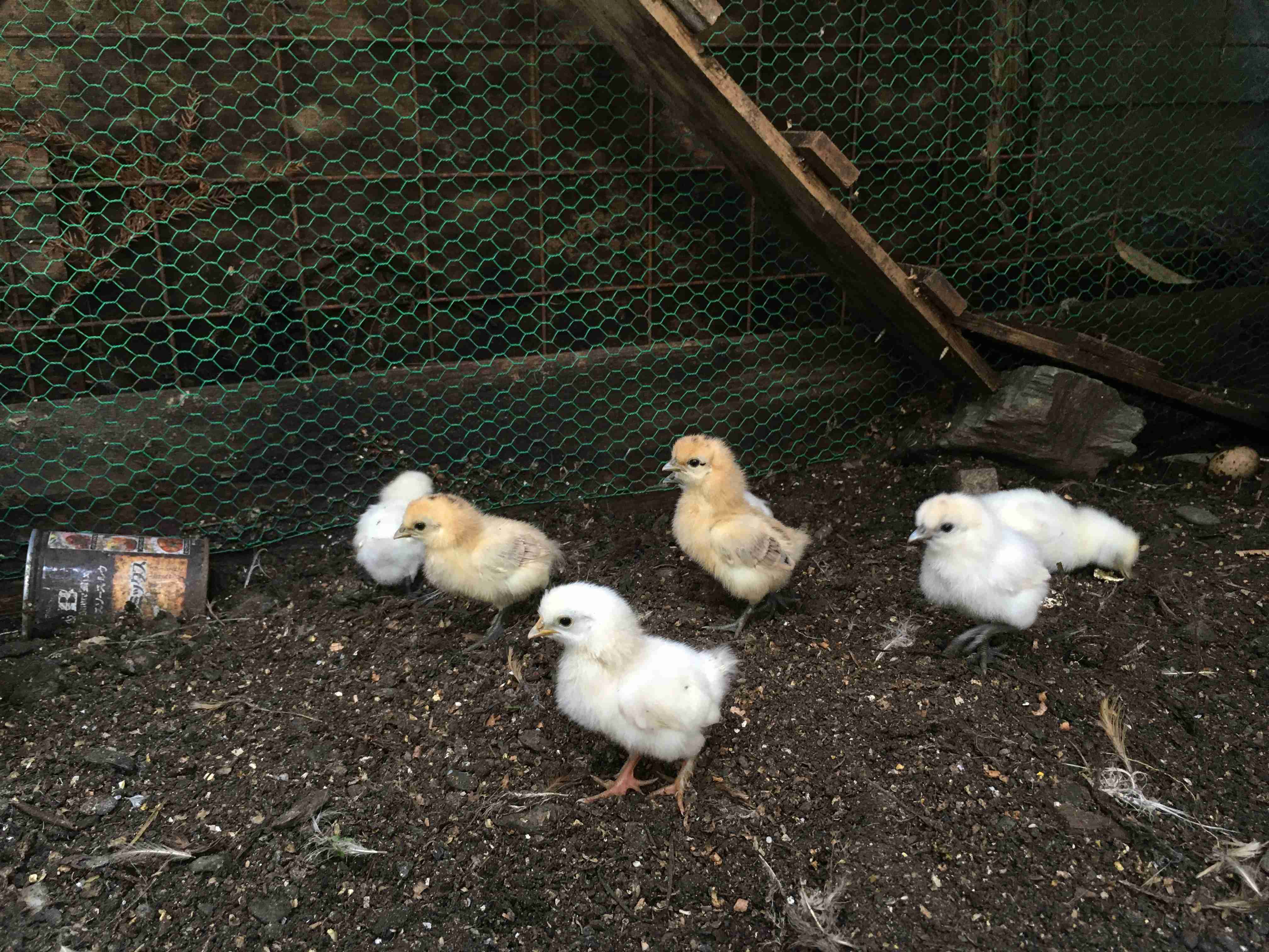【野鳥、ペット】とにかく鳥好きが集まるトピ