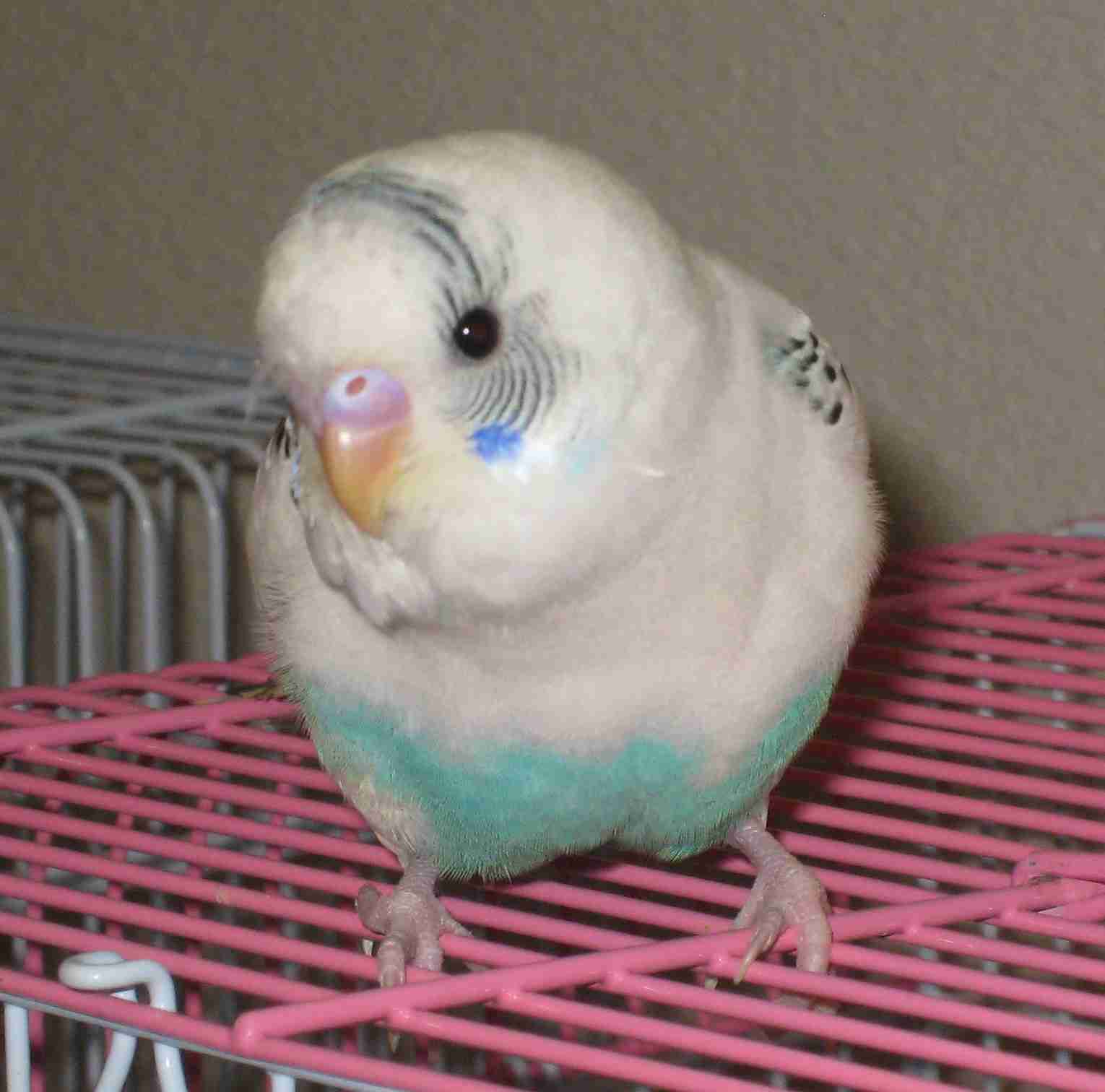 【野鳥、ペット】とにかく鳥好きが集まるトピ