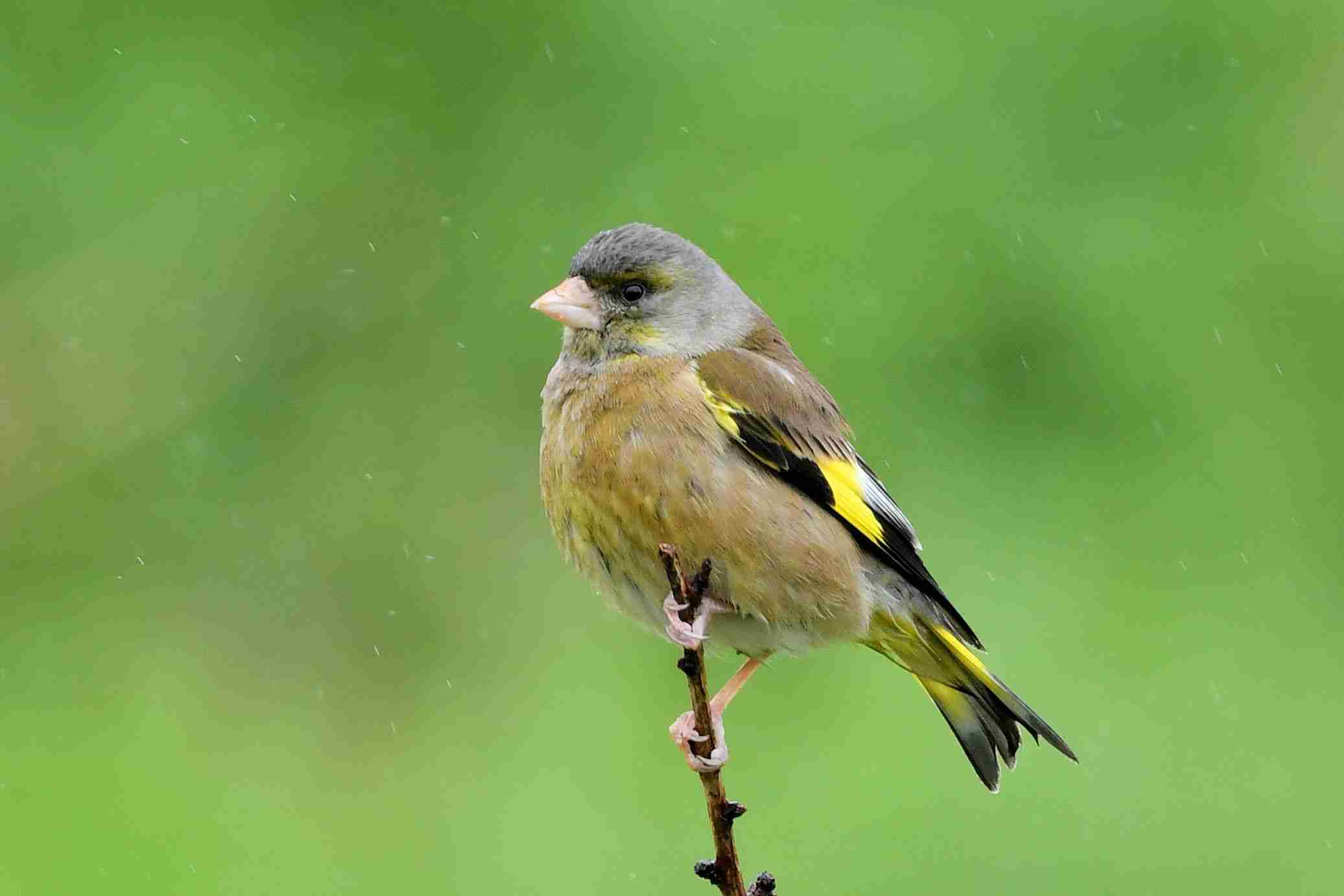 【野鳥、ペット】とにかく鳥好きが集まるトピ