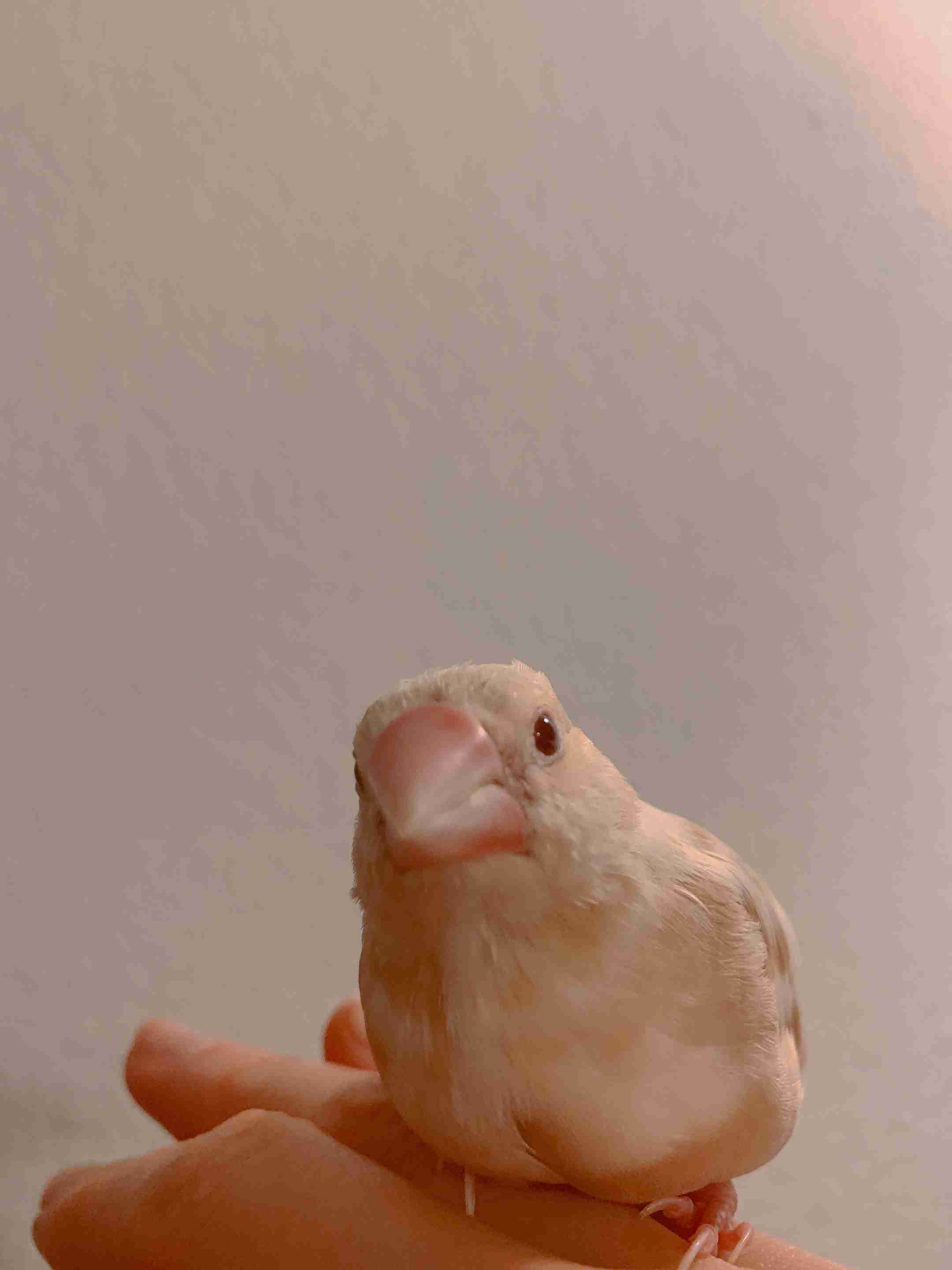 【野鳥、ペット】とにかく鳥好きが集まるトピ