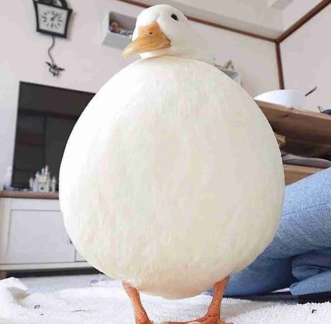 【野鳥、ペット】とにかく鳥好きが集まるトピ