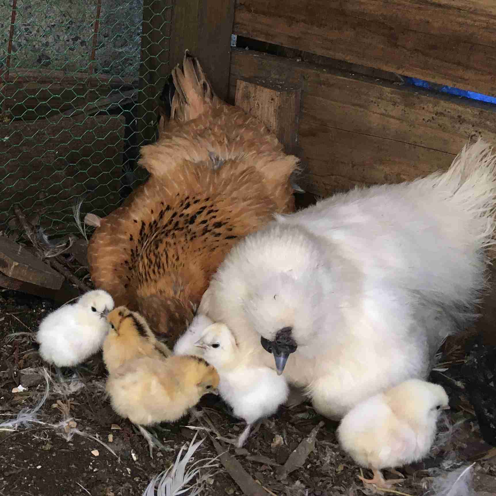 【野鳥、ペット】とにかく鳥好きが集まるトピ