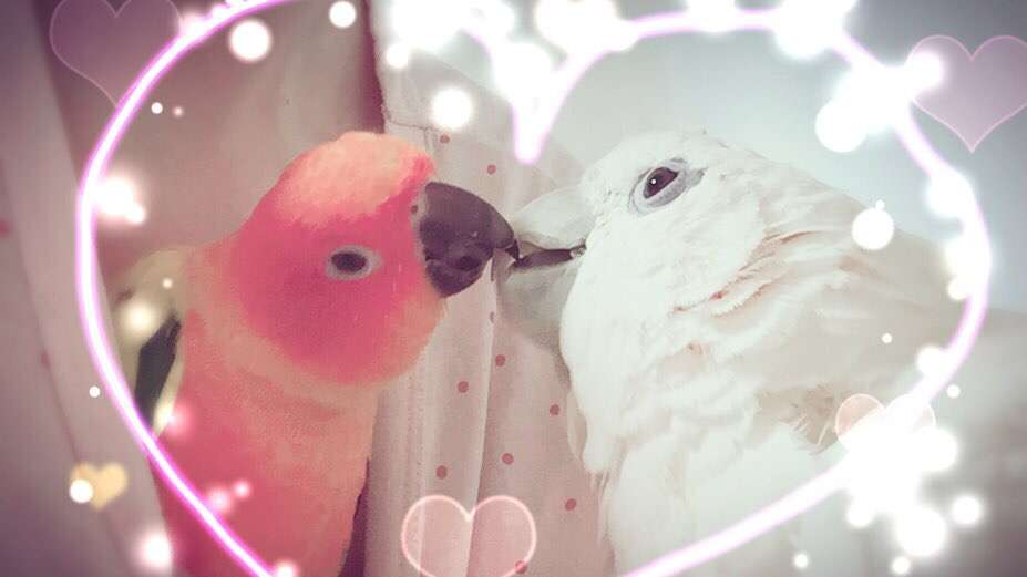 【野鳥、ペット】とにかく鳥好きが集まるトピ
