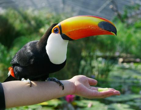 【野鳥、ペット】とにかく鳥好きが集まるトピ