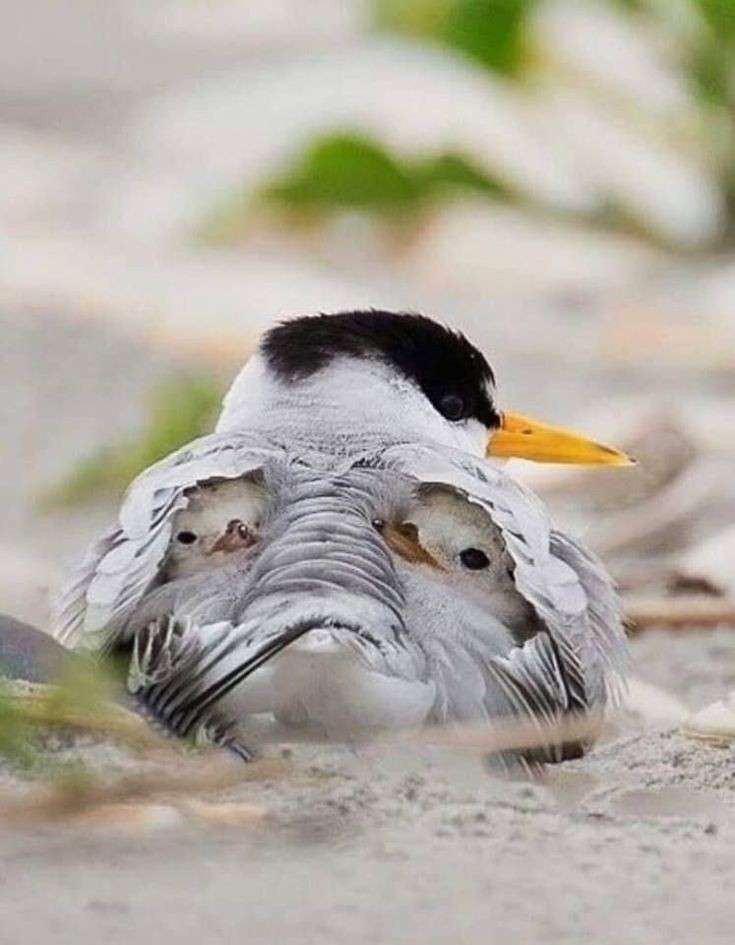 【野鳥、ペット】とにかく鳥好きが集まるトピ