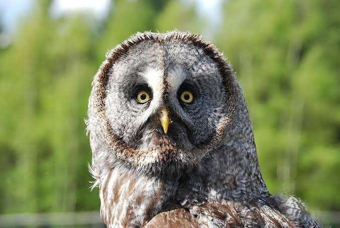 【野鳥、ペット】とにかく鳥好きが集まるトピ