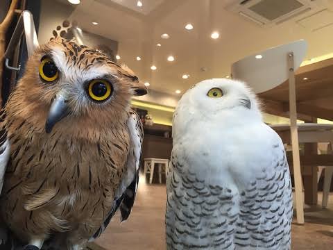 【野鳥、ペット】とにかく鳥好きが集まるトピ
