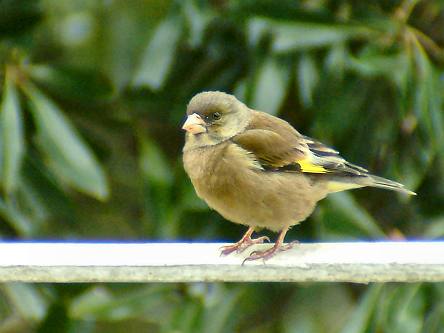 【野鳥、ペット】とにかく鳥好きが集まるトピ