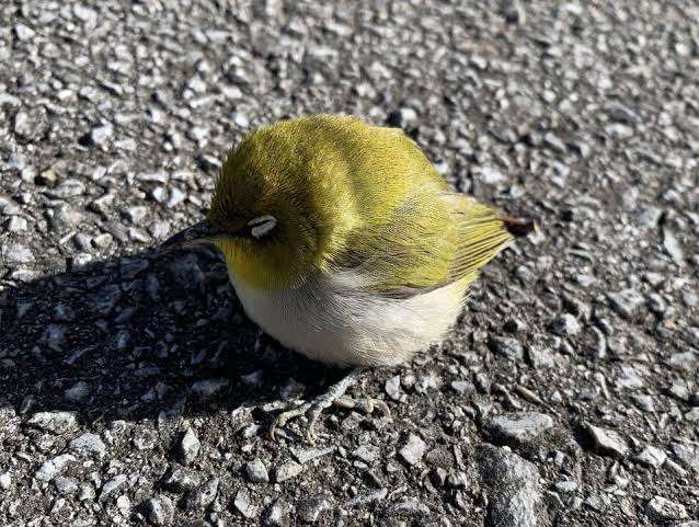 【野鳥、ペット】とにかく鳥好きが集まるトピ
