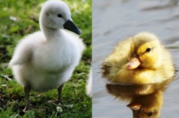 【野鳥、ペット】とにかく鳥好きが集まるトピ