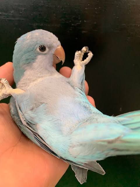 【野鳥、ペット】とにかく鳥好きが集まるトピ