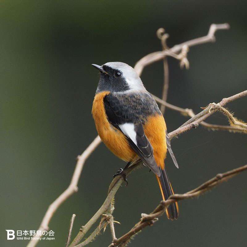 【野鳥、ペット】とにかく鳥好きが集まるトピ
