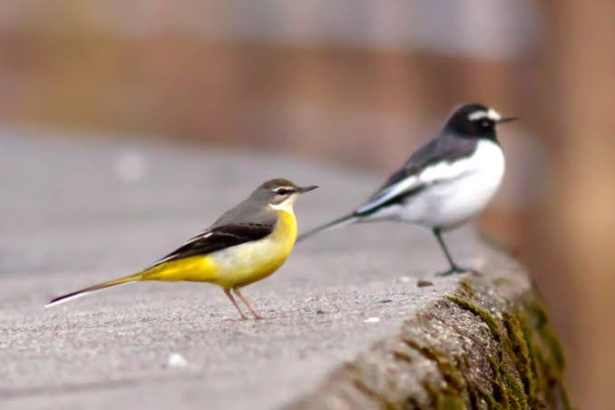 【野鳥、ペット】とにかく鳥好きが集まるトピ