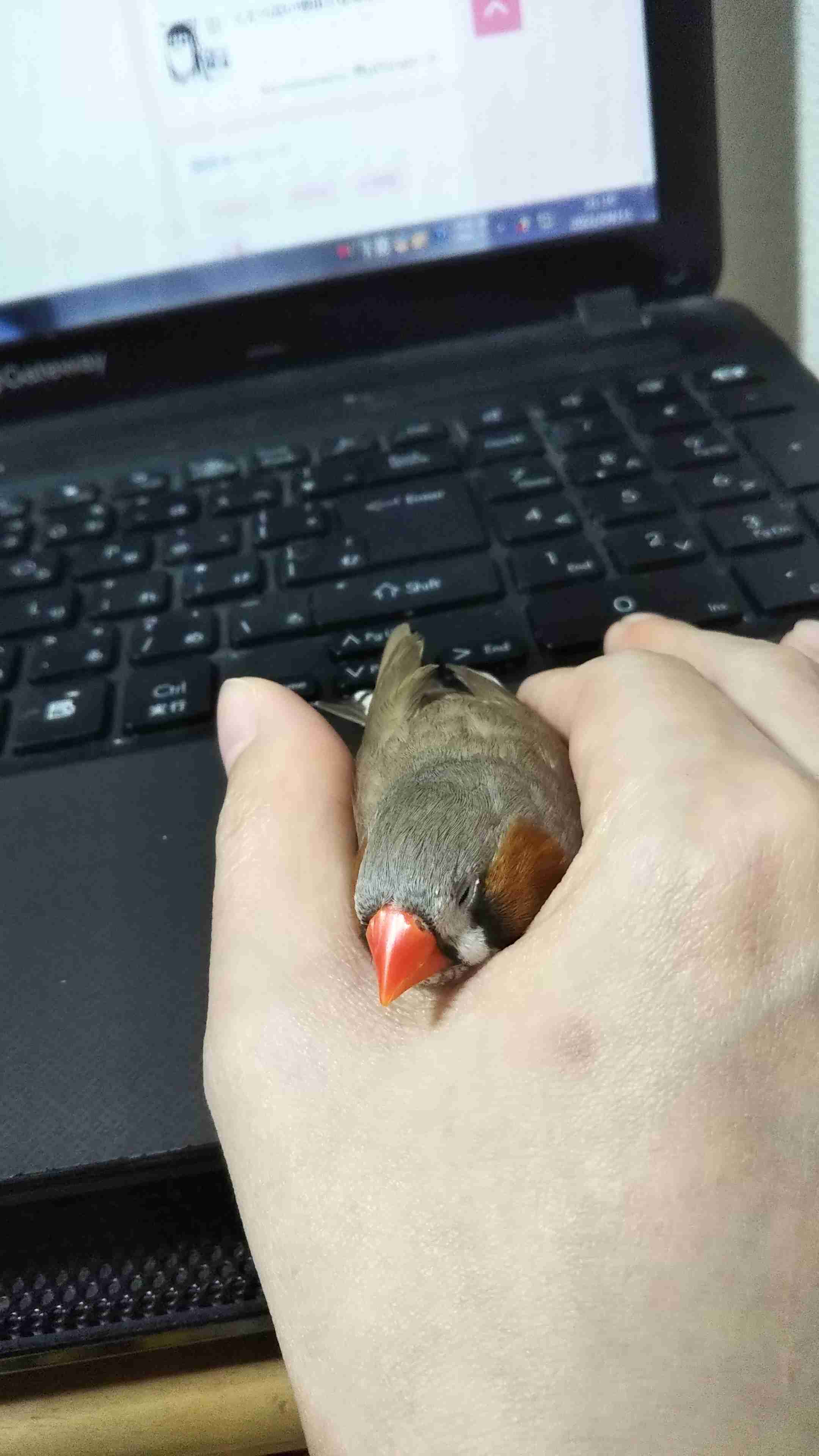 【野鳥、ペット】とにかく鳥好きが集まるトピ