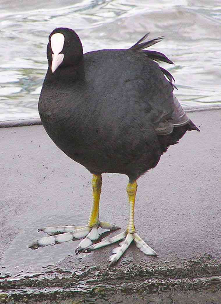 【野鳥、ペット】とにかく鳥好きが集まるトピ
