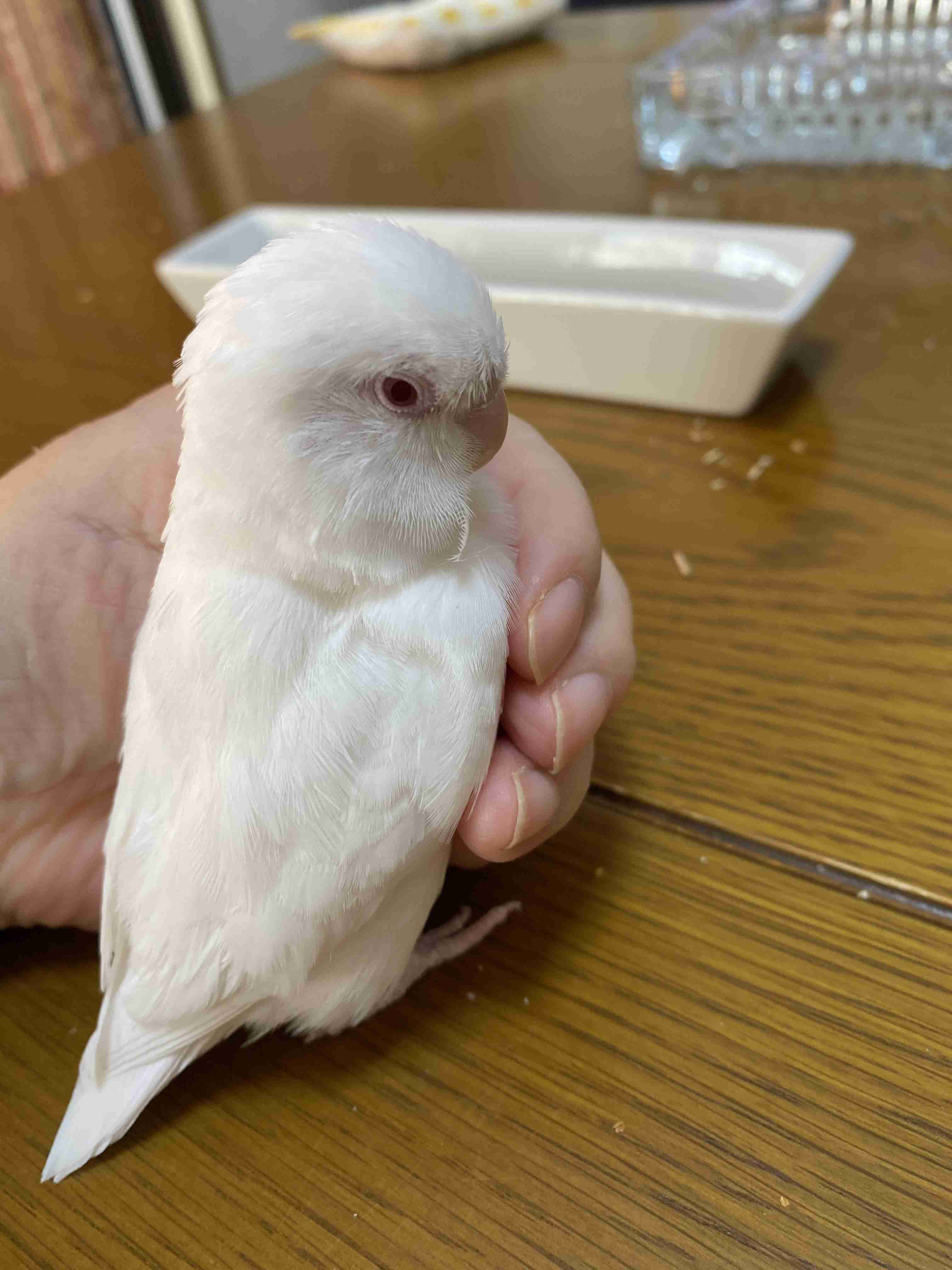 【野鳥、ペット】とにかく鳥好きが集まるトピ