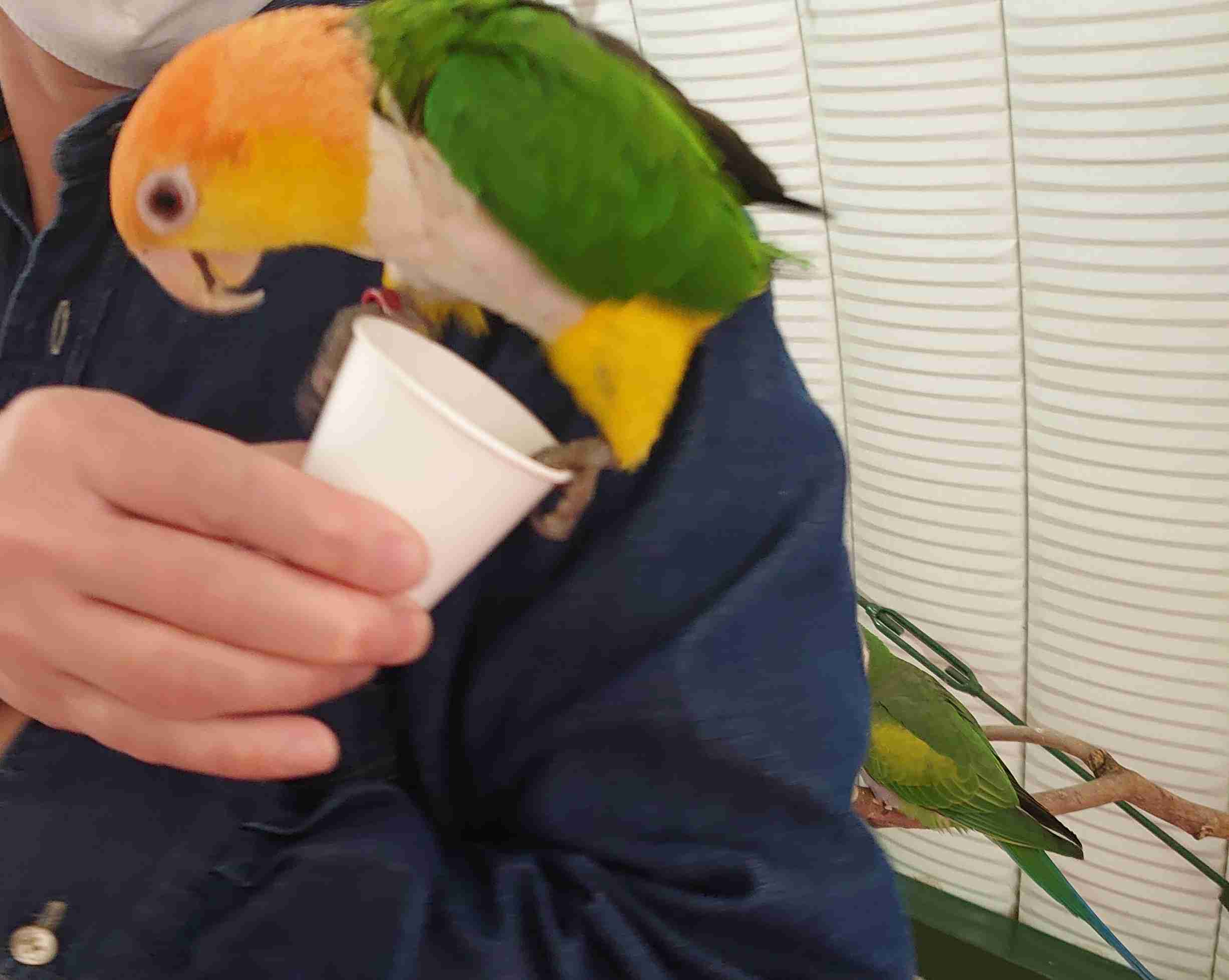 【野鳥、ペット】とにかく鳥好きが集まるトピ