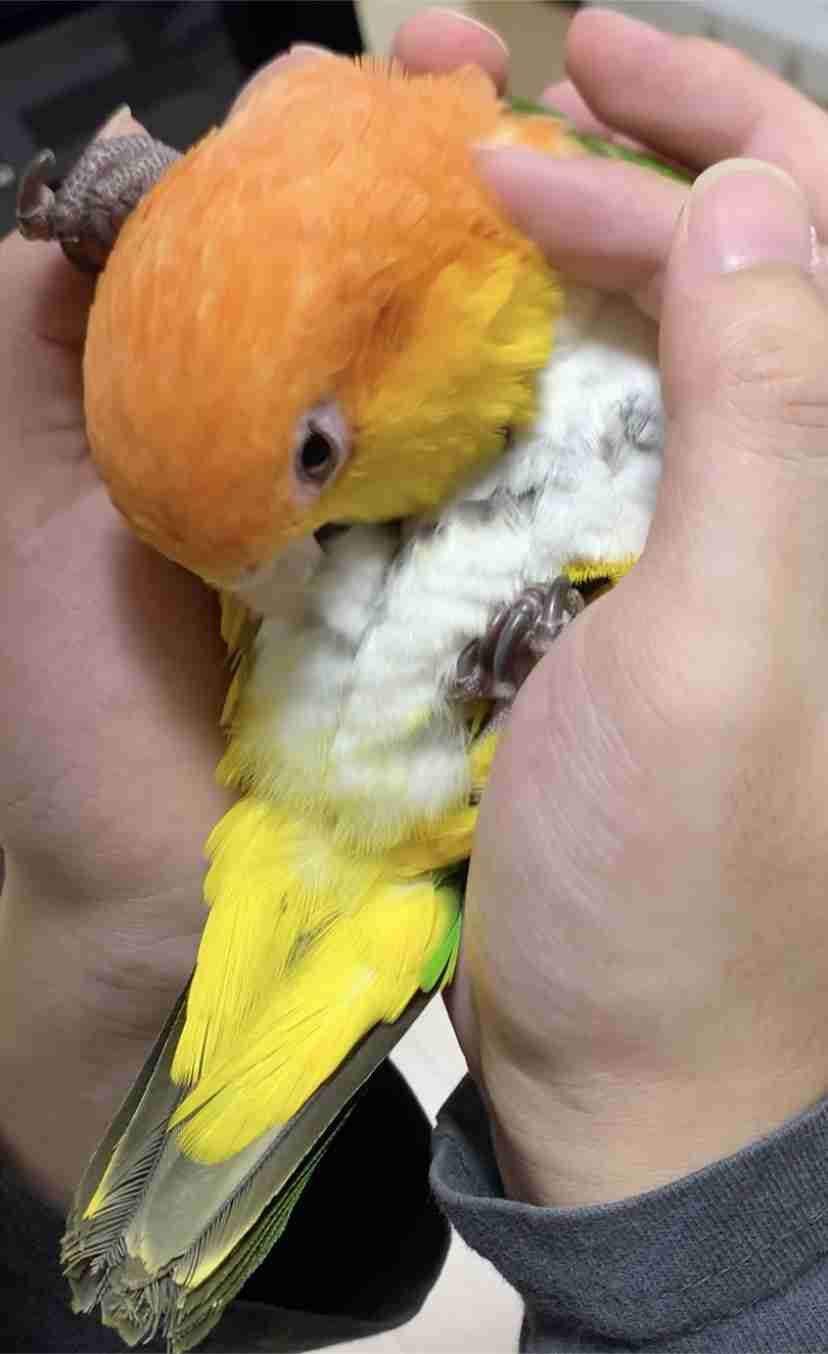 【野鳥、ペット】とにかく鳥好きが集まるトピ