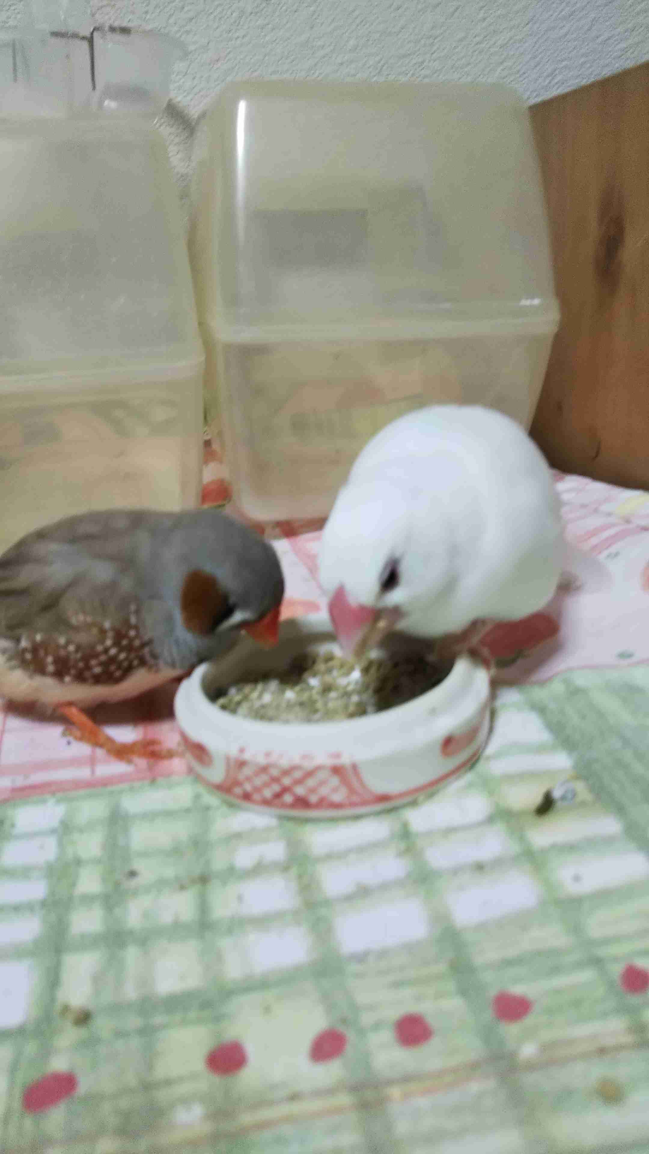 【野鳥、ペット】とにかく鳥好きが集まるトピ