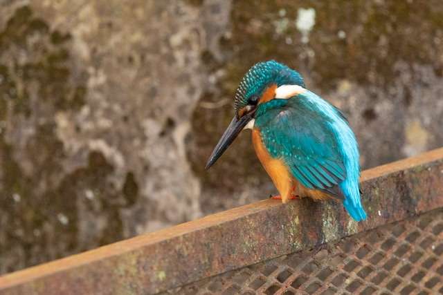 【野鳥、ペット】とにかく鳥好きが集まるトピ
