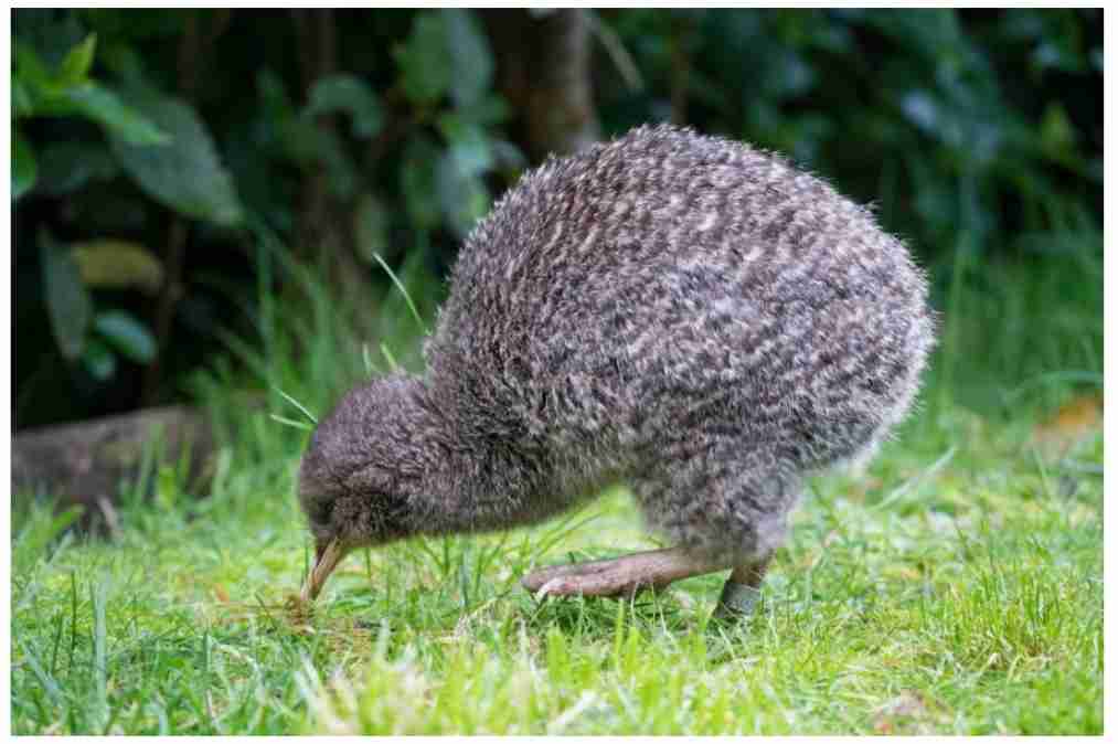 【野鳥、ペット】とにかく鳥好きが集まるトピ
