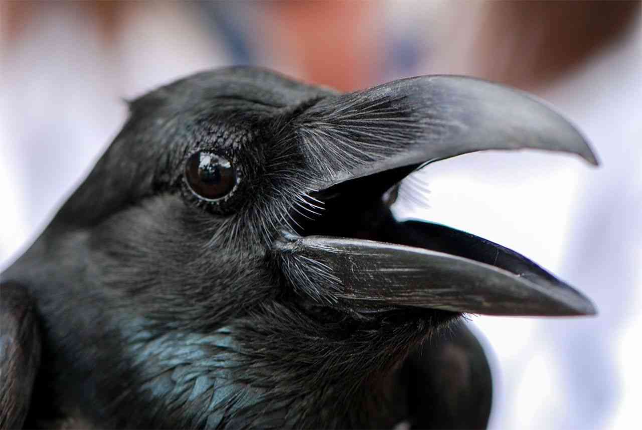 【野鳥、ペット】とにかく鳥好きが集まるトピ