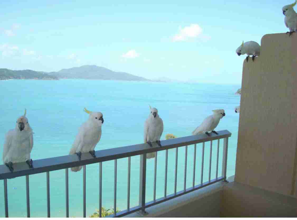 【野鳥、ペット】とにかく鳥好きが集まるトピ