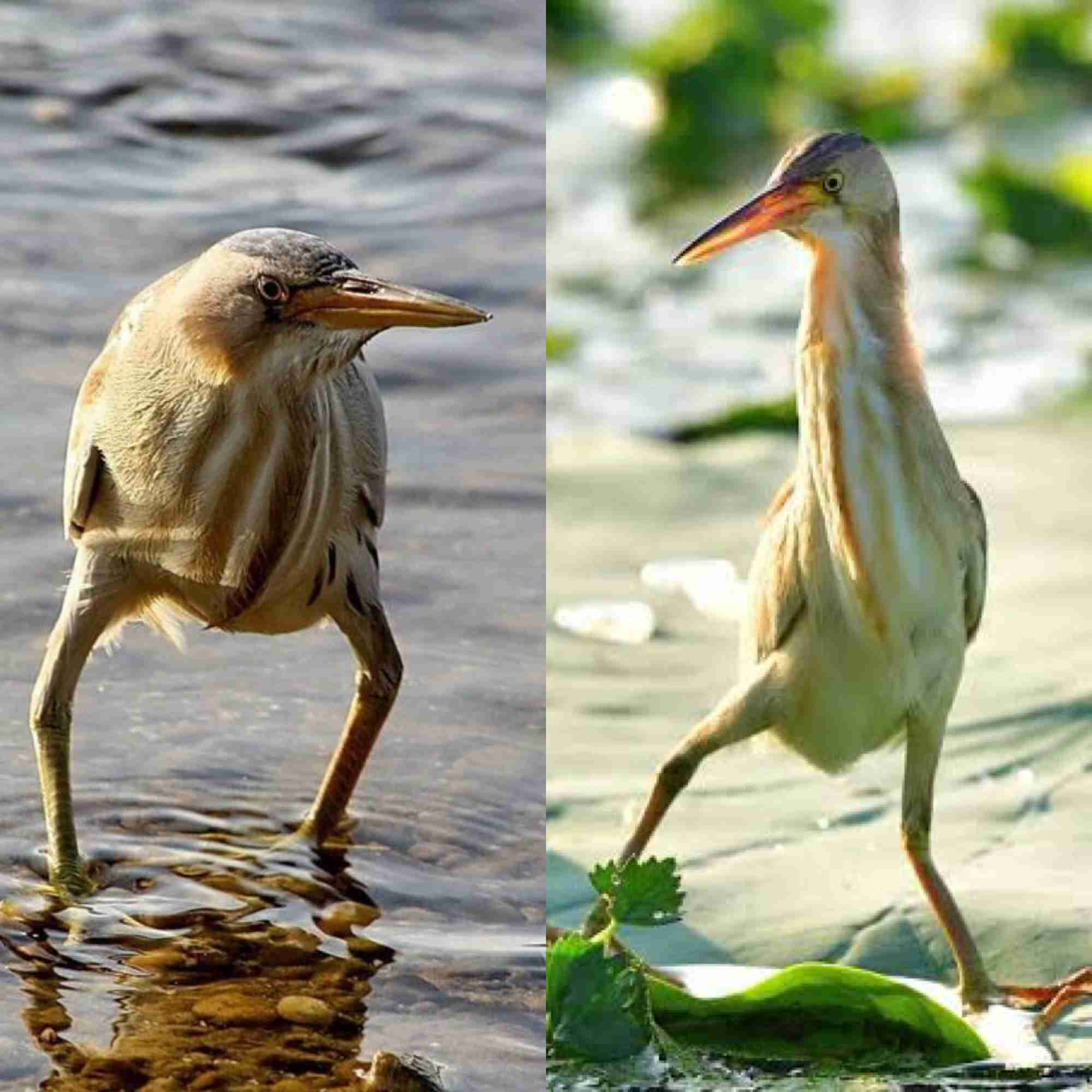【野鳥、ペット】とにかく鳥好きが集まるトピ