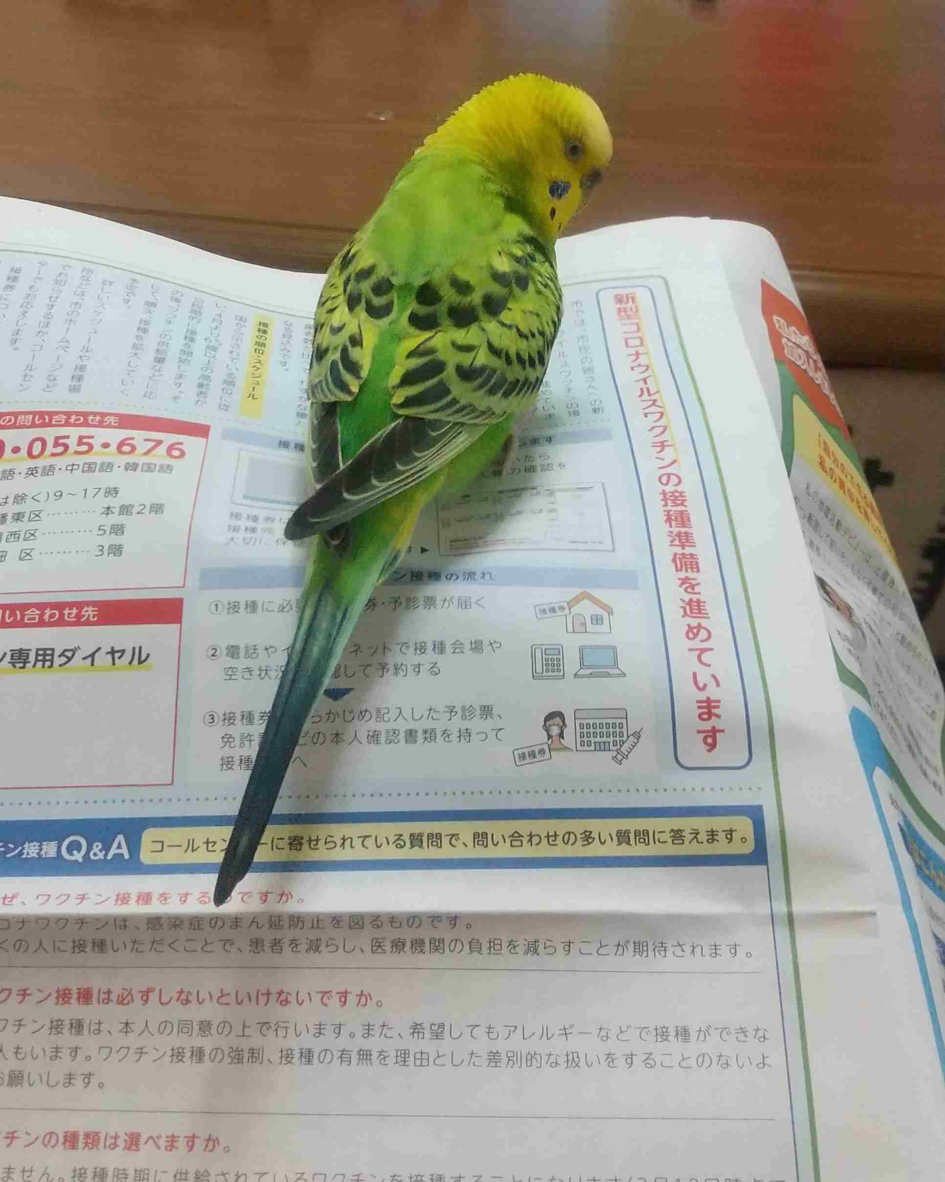 【野鳥、ペット】とにかく鳥好きが集まるトピ