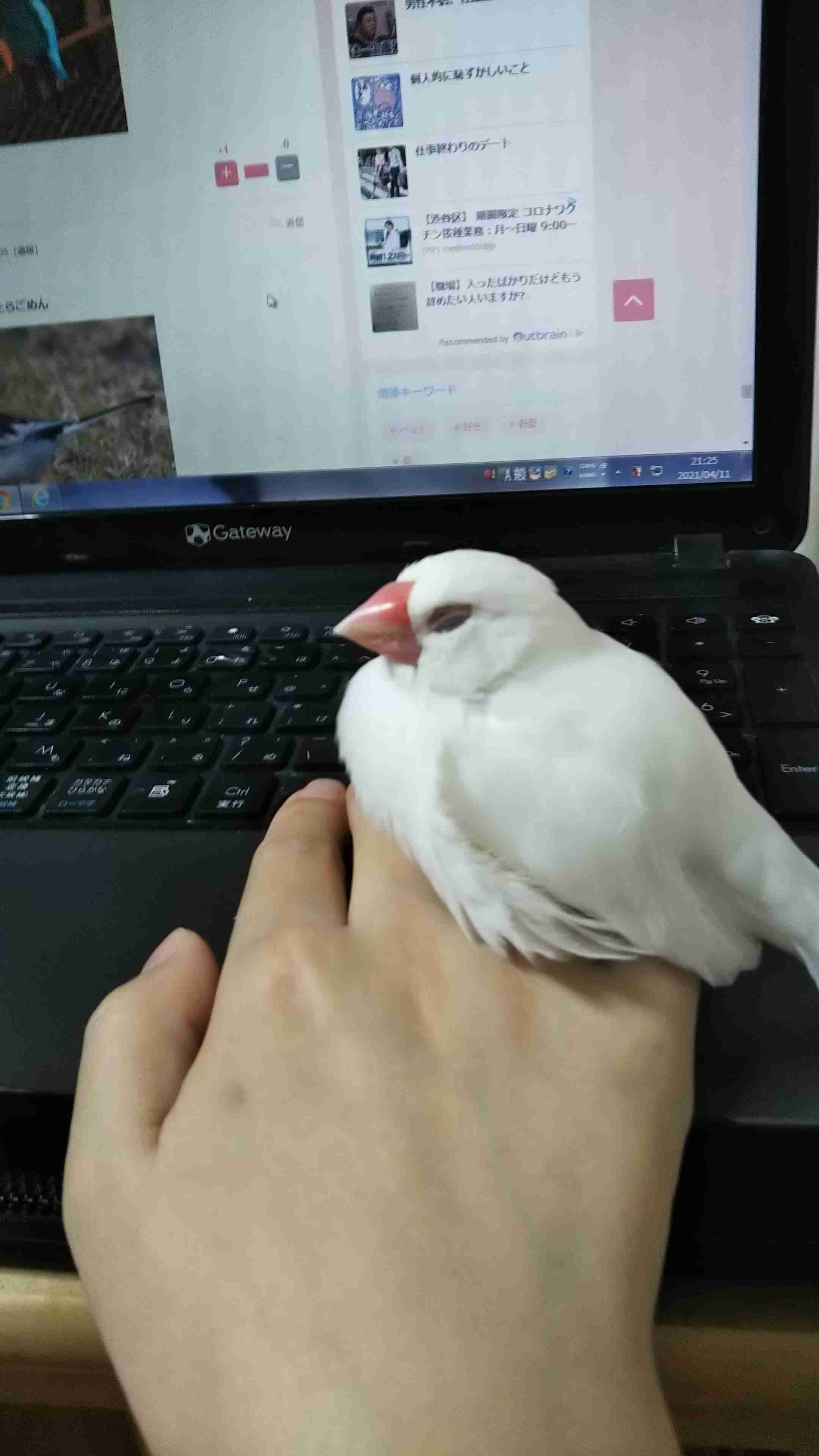 【野鳥、ペット】とにかく鳥好きが集まるトピ