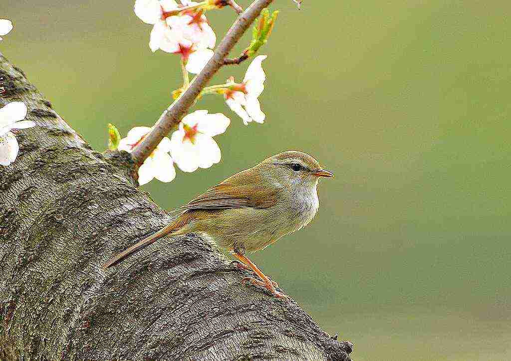 【野鳥、ペット】とにかく鳥好きが集まるトピ