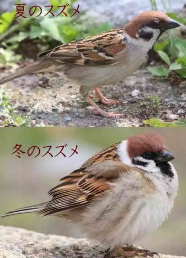 【野鳥、ペット】とにかく鳥好きが集まるトピ