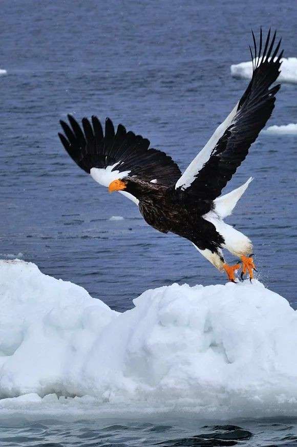 【野鳥、ペット】とにかく鳥好きが集まるトピ