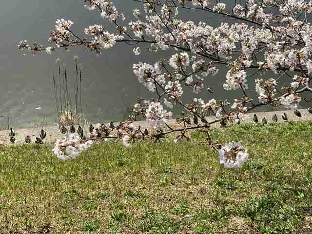 【野鳥、ペット】とにかく鳥好きが集まるトピ