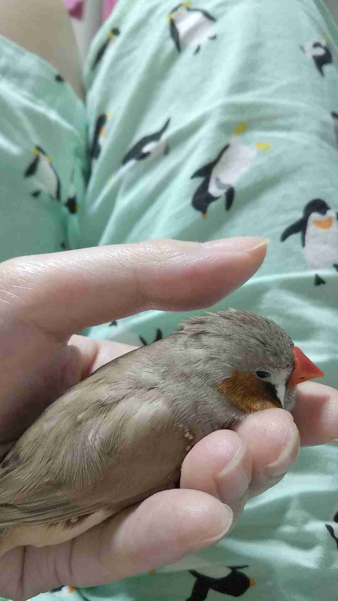 【野鳥、ペット】とにかく鳥好きが集まるトピ