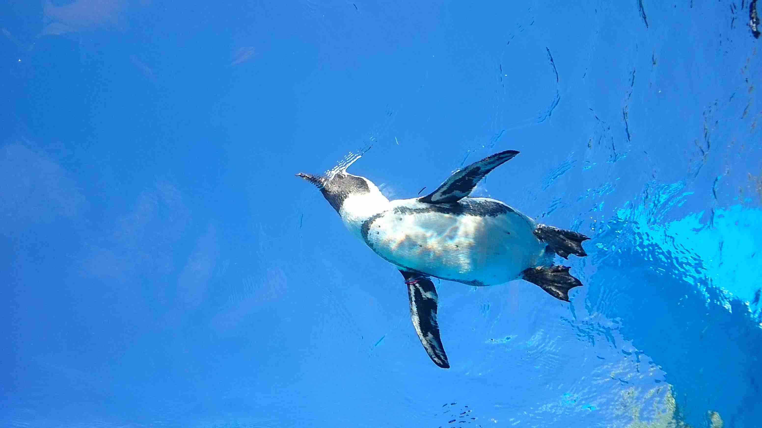 【野鳥、ペット】とにかく鳥好きが集まるトピ