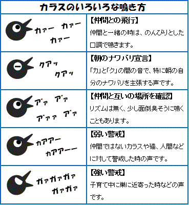 【野鳥、ペット】とにかく鳥好きが集まるトピ