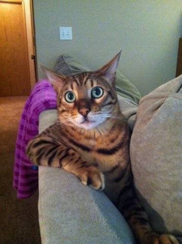 軽自動車乗ってる人！