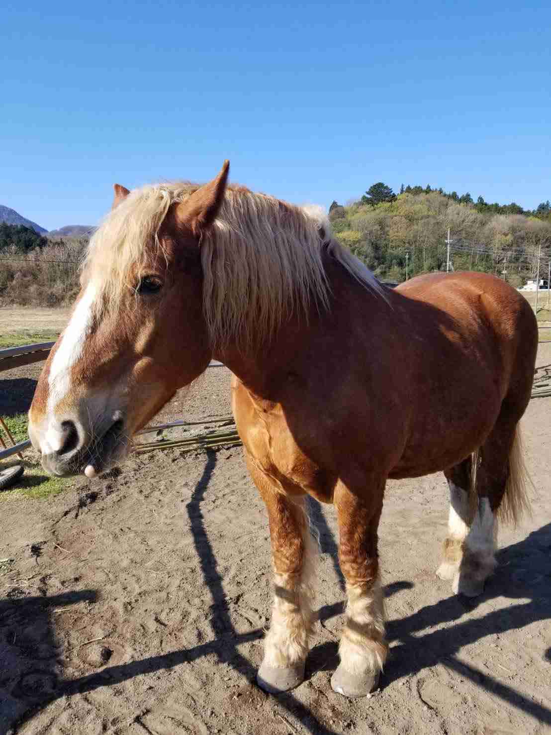 騎手が「馬の顔蹴る」動画が物議、ばんえい競馬「許される行為ではない」と処分へ