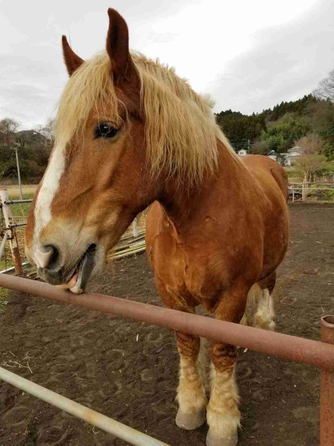 騎手が「馬の顔蹴る」動画が物議、ばんえい競馬「許される行為ではない」と処分へ
